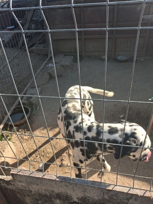 Spre adopție Dalmatian