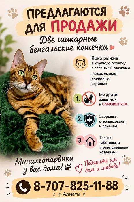 Бенгальские кошечки. Свободны только две!!