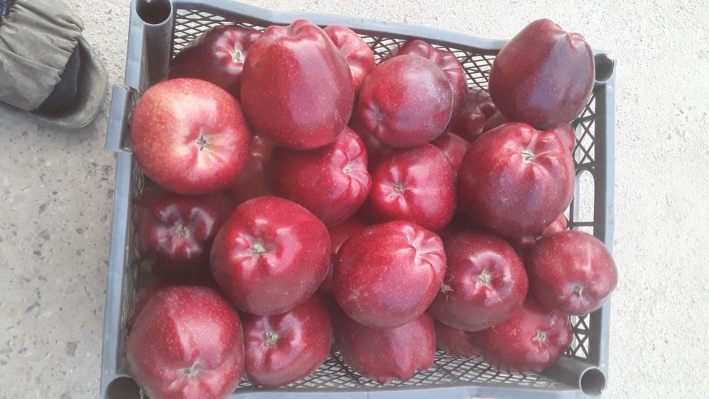 olma goldin olma kripson