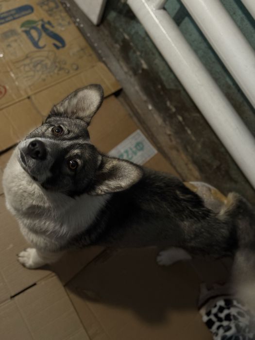 Джимбо ищет семью