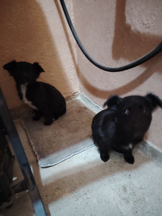 Ребята отдам срочно собачат мальчик и девочка