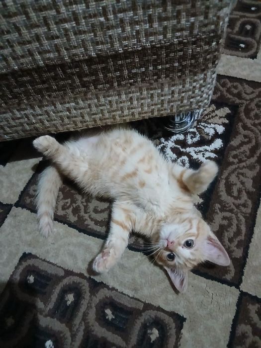 Отдадим котенка в добрые руки