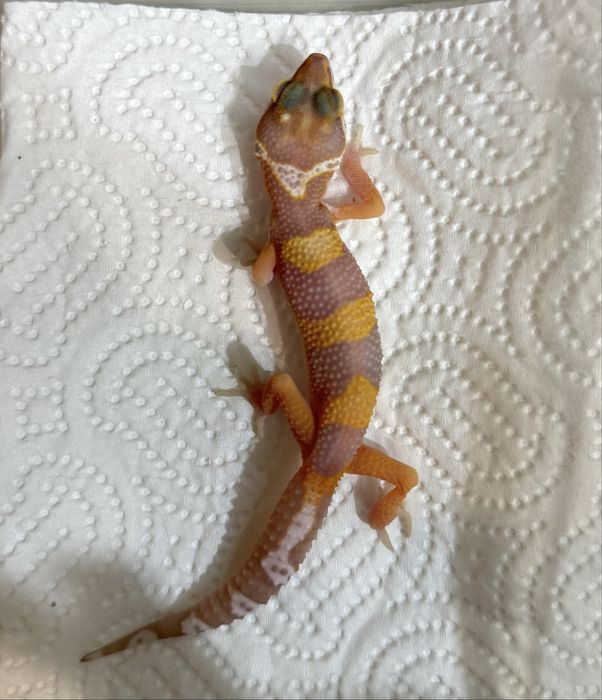 Бебета леопардови гекони и др.