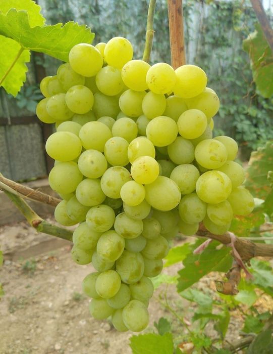 Жүзім көшеттері сатылады.