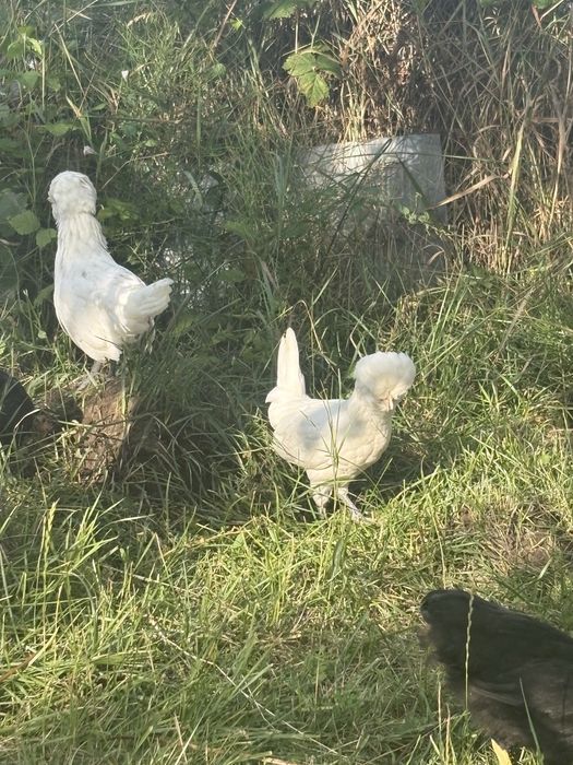 pui paduana , alba alb cu pete negre si chamois