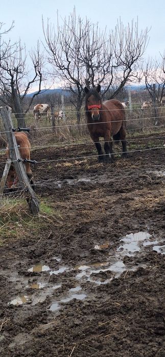 Vând iapă ardeleză