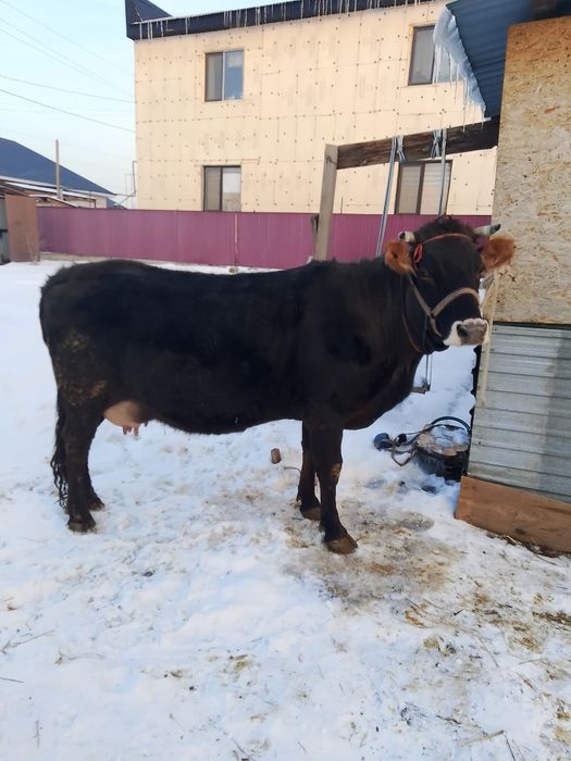 Сиыр сатылады буаз