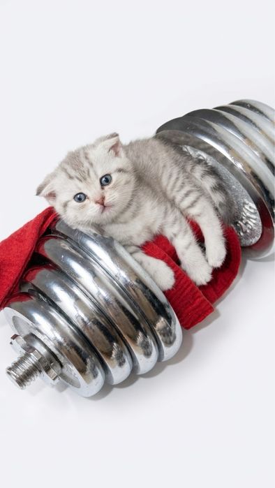 продам шотланских котят