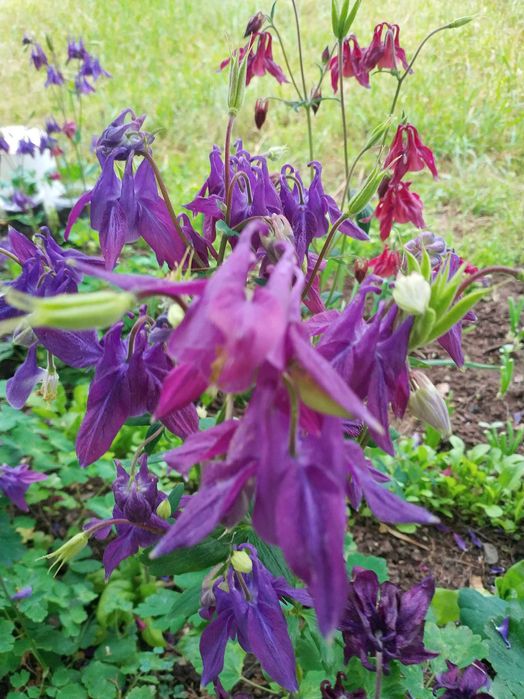 Садовые многолетние растения