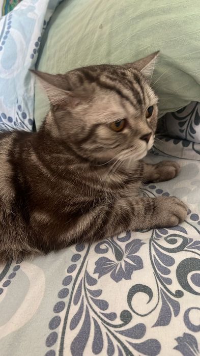 Отдам своего британца в любящие руки