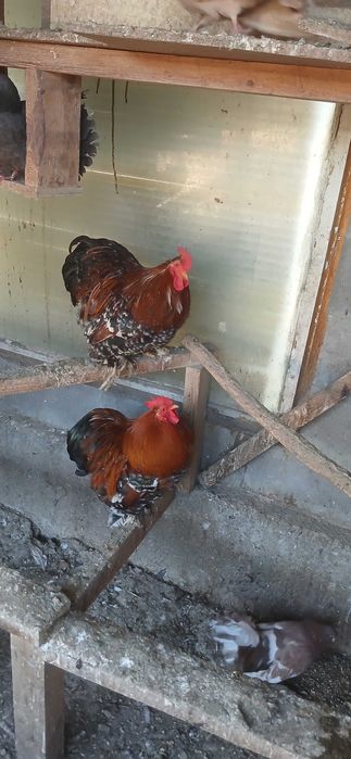 Мини кохин петлета и къдрави