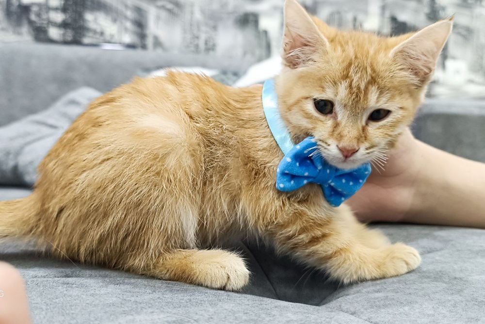 Рыжий очаровательный которебёнок