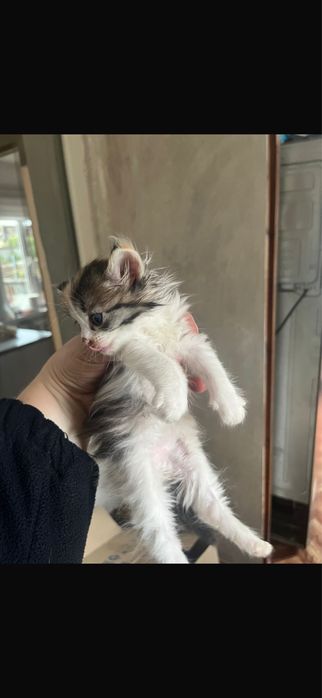 Отдам котят в хорошие руки