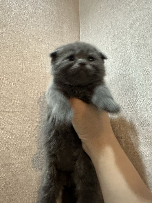 Скотиш фолд мушукчалар сотилади
