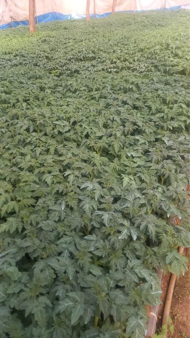 Răsaduri de vînzare