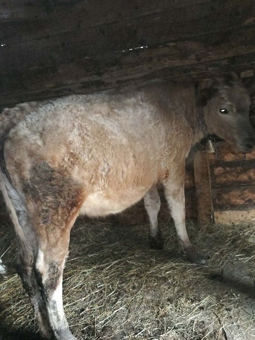 Junincă de vânzare