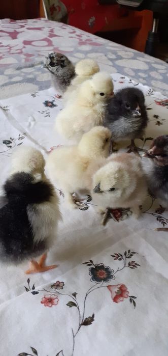 Puii de mătase și de moțată olandeză,și de ouă verzi