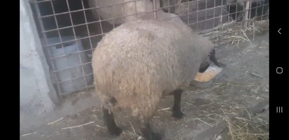 Berbecut de vînzare