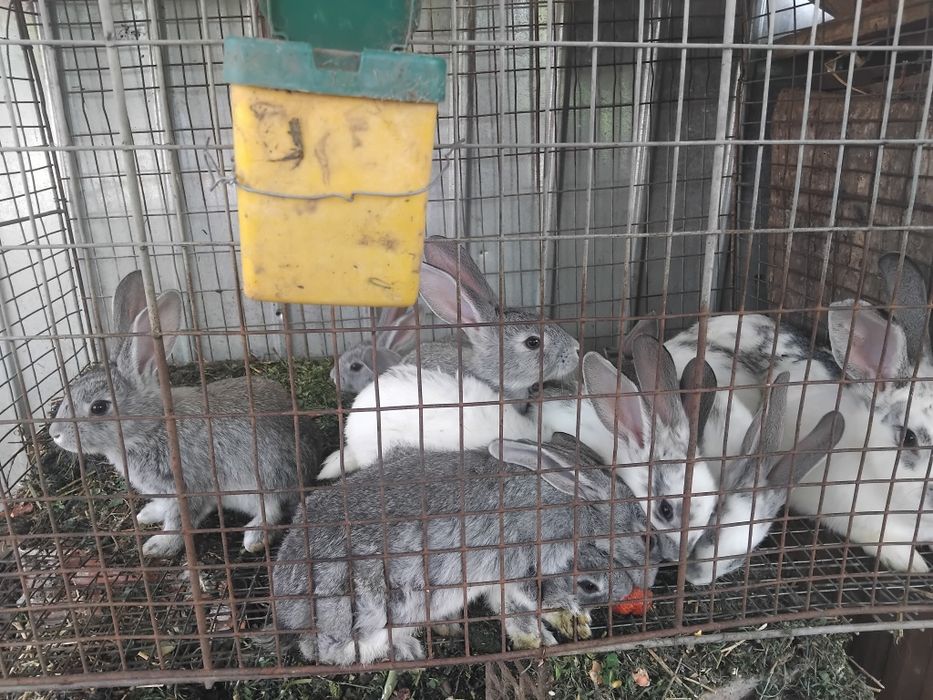 Vând pui iepuri 1 luna