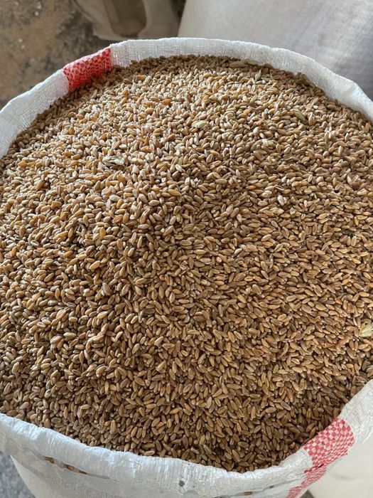 Продам пшеницу в мешках