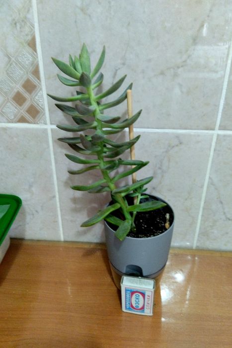 Продам комнатное растение (суккулент)