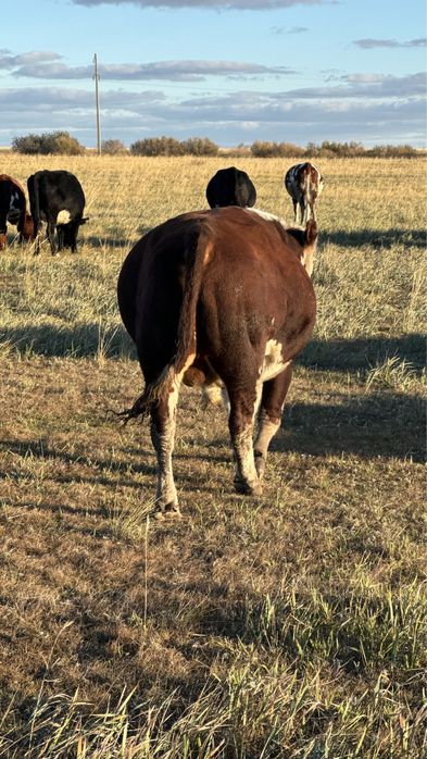 Бык бычки крс бука