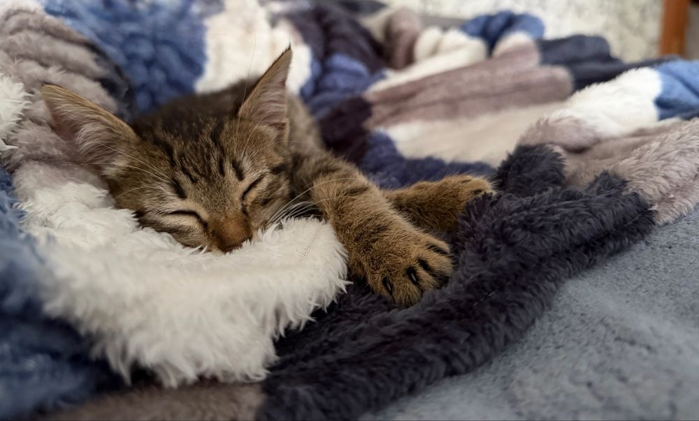 Отдам котенка, девочка