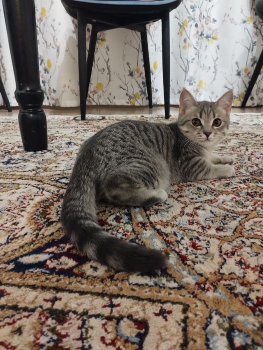 Котенок, мальчик, 4 месяца