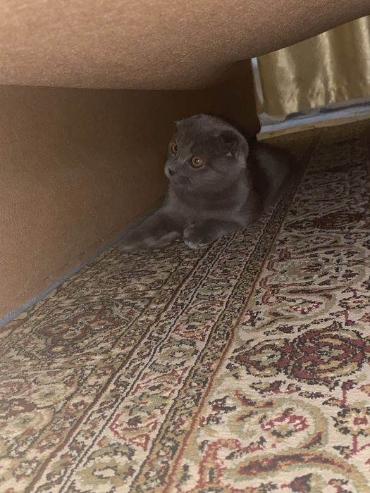 Кот шатландец веслоухий