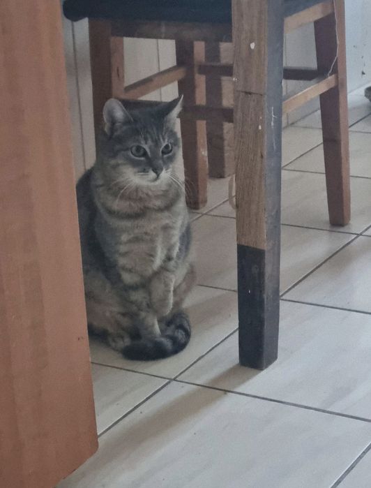 Pisicuta superba de adoptat, pisica gri, fetita frumoasa de adoptat