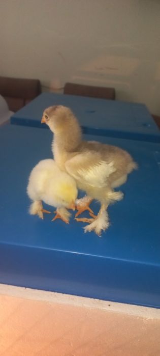 Брама гигант жужалари сотилади з⁹