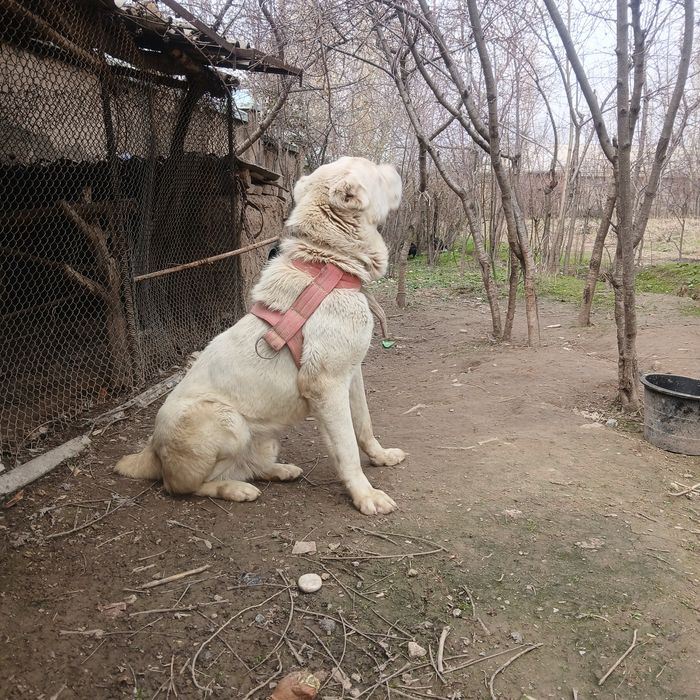 Toza qon TURKMAN ALABAY. 1 yoshda