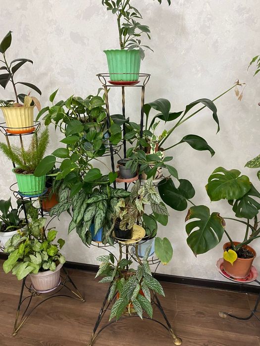 Цветы с подставкой