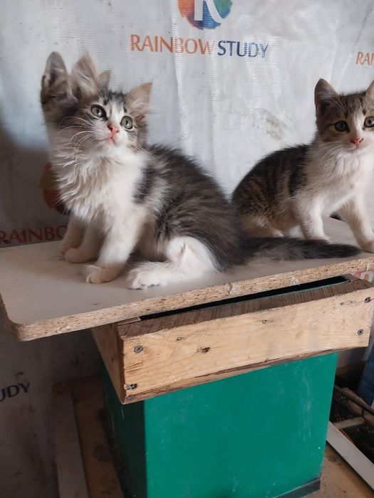 Отдам котят в добрые руки