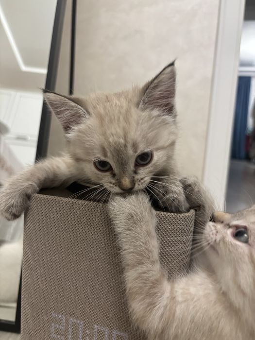 Продаю миленьких Котят