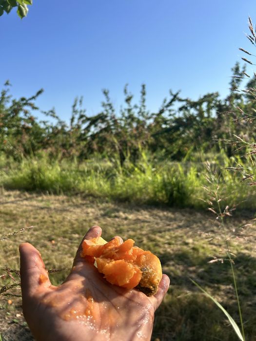 Caise pentru țuică – bine coapte și foarte aromate