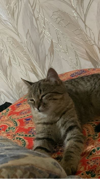 Кошка девочка средний возрост