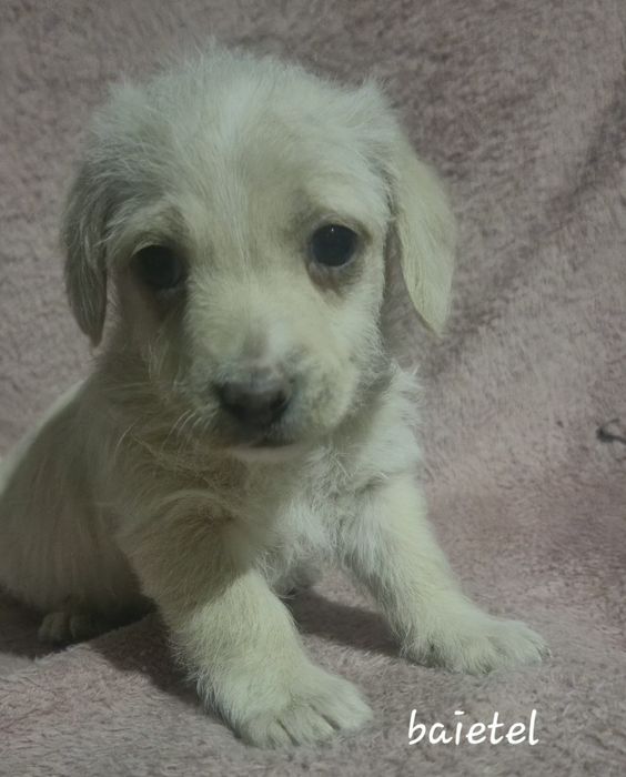 Cățeluși grasuni si frumosi