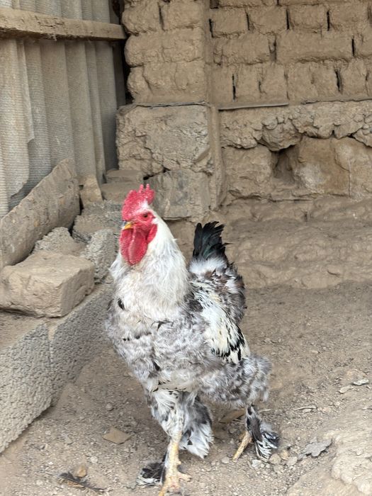 Тауық қораз 3000нан сауда бар