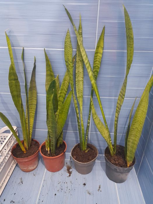 Сансивиера или меч