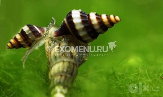 Ulitka Улитка хелена - хищник аквариума: содержание, совместимость, ра