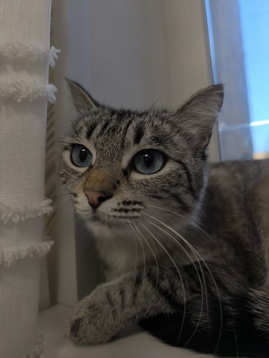 Кошка  тайская метиска