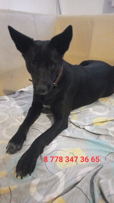 Собачка в хорошие руки