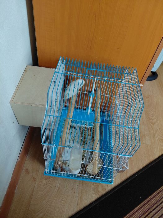 Peruș   cu   colivie