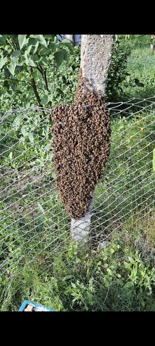 Roi natural de vănzare