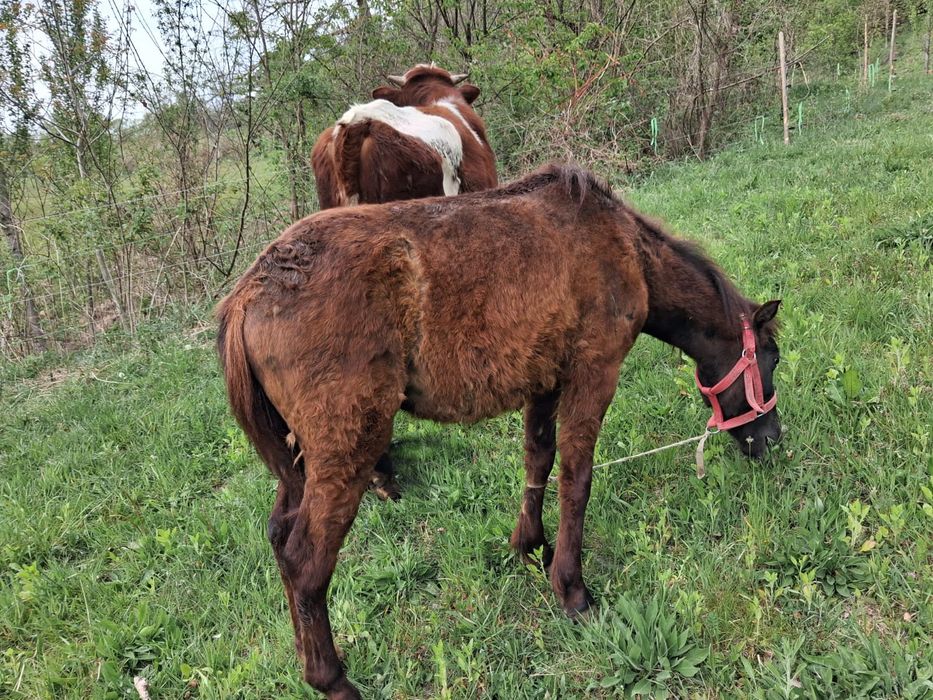 Vând Ponei mascul