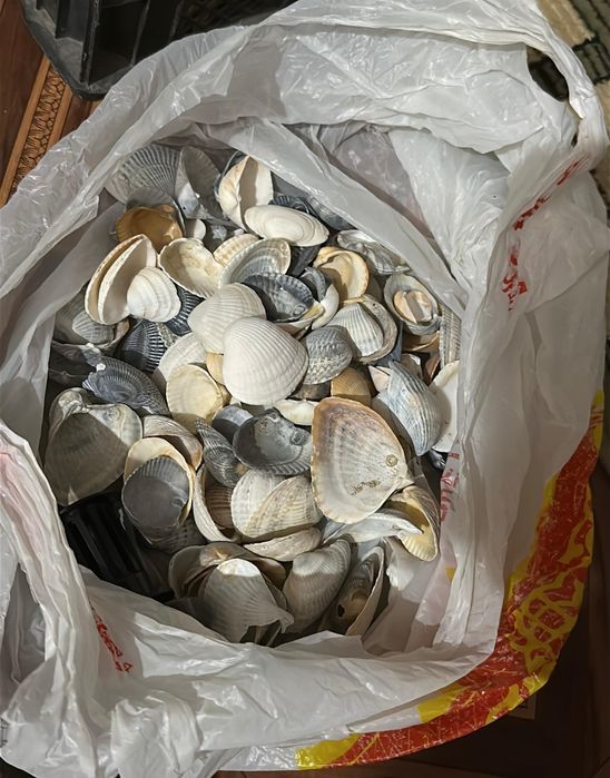 Аквариум аквариумистика ракушки