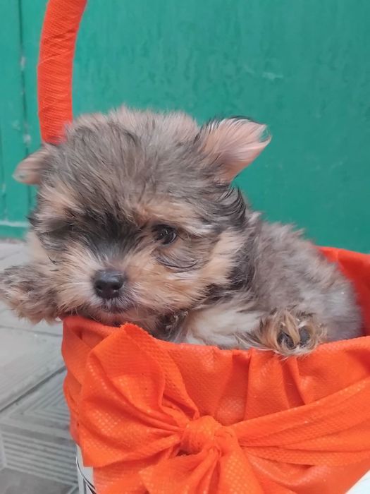 Продаются Йорк, щенок 2 месяца  200$ торг уместен