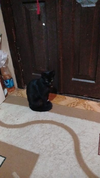 Бесплатно. Кошка