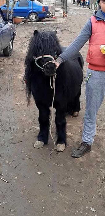 Vând ponei foarte cuminte